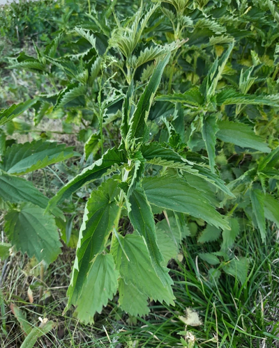 great stinging nettle