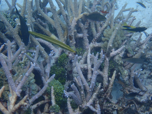 Cheilio inermis observed 2026-10-11