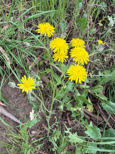Crepis vesicaria observed 2026-10-15