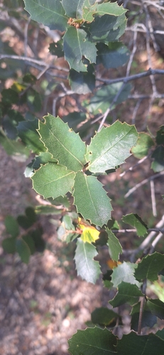 iNaturalist observation photo