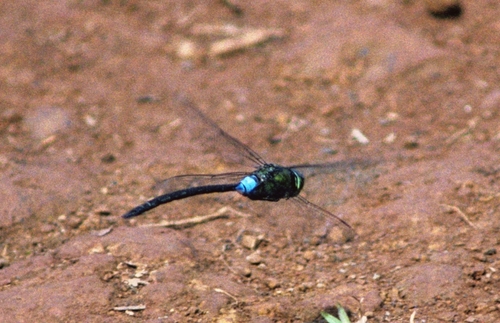 Giant Hawaiian Darner (Anax strenuus), a species recorded in Hawaii
