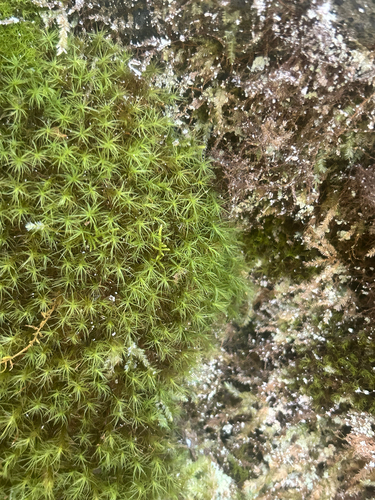 Bartramia pomiformis observed 2026-10-06