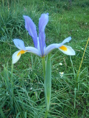 Iris xiphium