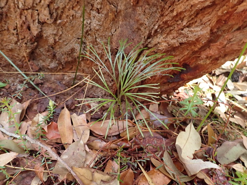 Schizaea dichotoma observed 2026-10-09