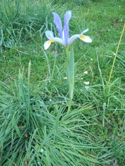 Iris xiphium