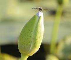 Pachydiplax longipennis