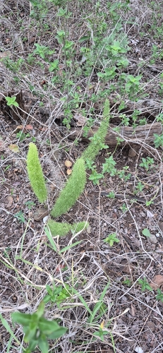 Asparagus densiflorus observed 2026-10-11