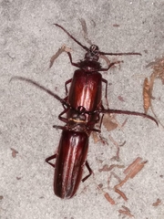 Derobrachus brevicollis