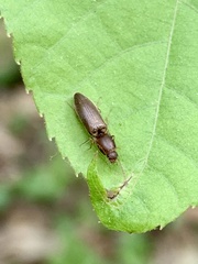 Dolerosomus silaceus