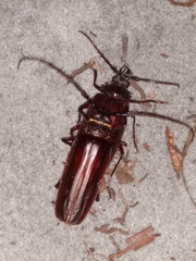 Derobrachus brevicollis