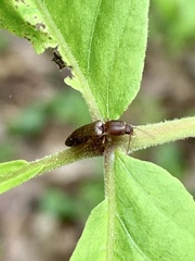 Dolerosomus silaceus