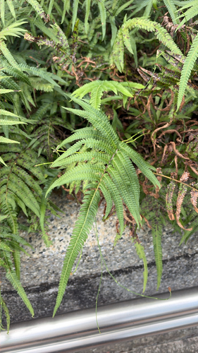 Christella acuminata observed 2026-10-15