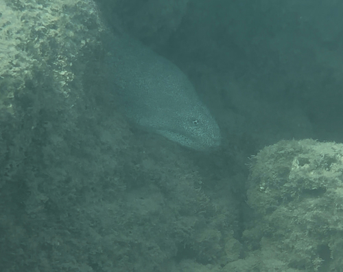 Gymnothorax pictus observed 2026-10-14