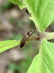 Dolerosomus silaceus