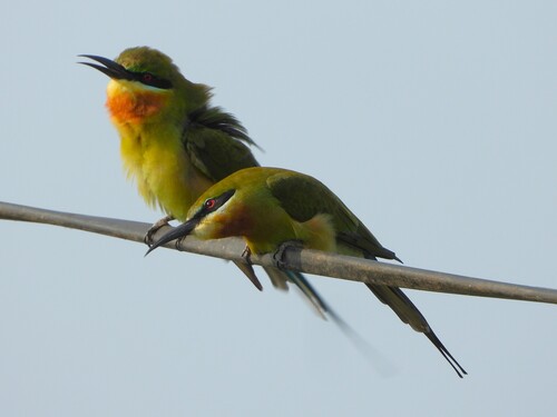 Blue-tailed Bee-eater