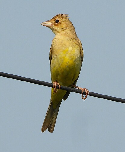 Red-headed Bunting