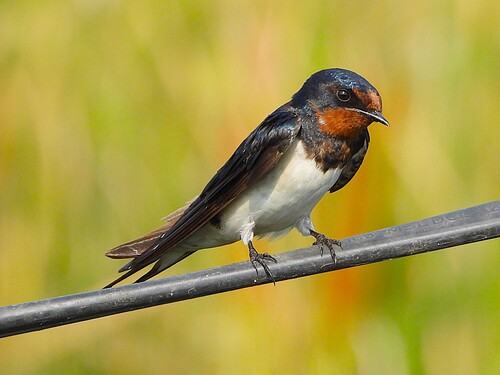 Barn Swallow