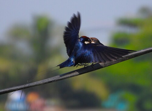 Wire-tailed Swallow