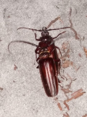 Derobrachus brevicollis