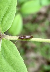 Dolerosomus silaceus