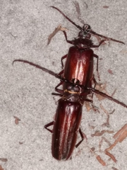 Derobrachus brevicollis