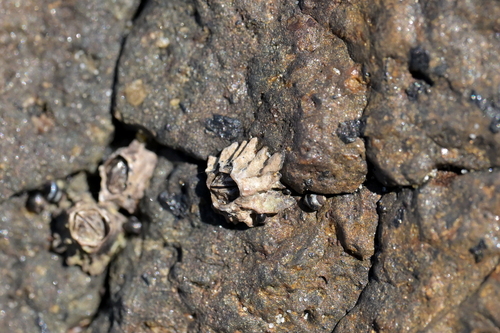 Epopella plicata observed 2026-10-11