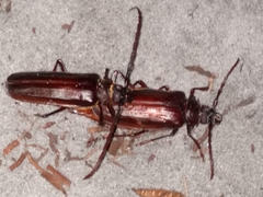 Derobrachus brevicollis