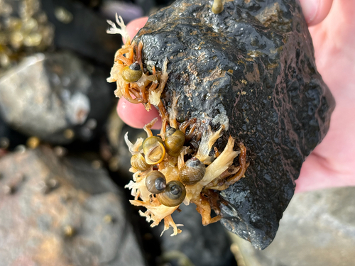 Littorina saxatilis, 2026-10-13