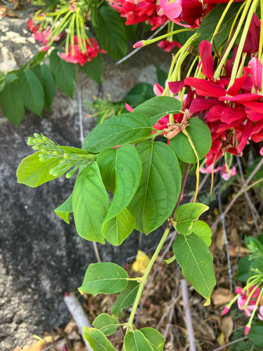Combretum indicum observed 2026-10-15