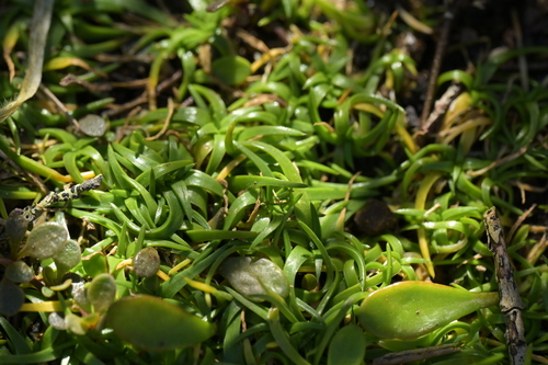 Colobanthus observed 2026-10-11