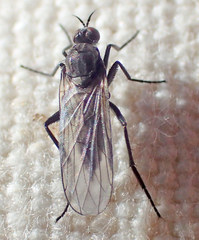 Rhamphomyia