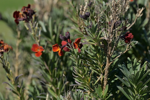 Erysimum cheiri observed 2026-10-11