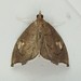 Titian Peale's Moth - Photo (c) Melissa Duron, some rights reserved (CC BY-NC), uploaded by Melissa Duron