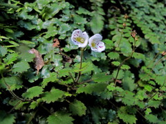 Jovellana repens