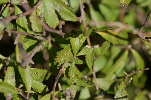 Hoheria angustifolia observed 2026-10-11