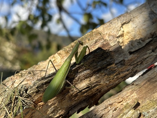 European Mantis
