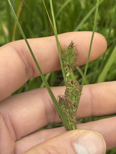 Carex gaudichaudiana observed 2026-10-14