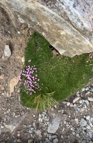 Silene acaulis observed 2026-10-14