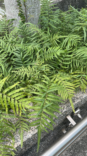 Christella acuminata observed 2026-10-15
