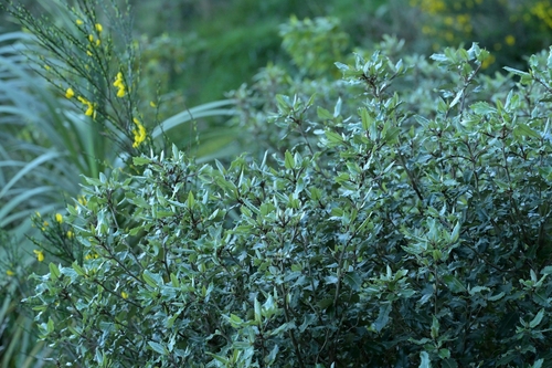 Olearia macrodonta observed 2026-10-11