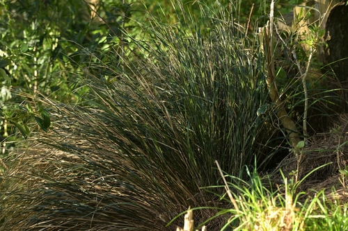 Anemanthele lessoniana, 2026-10-11