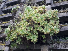 Aeonium haworthii