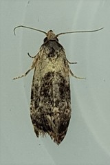 Cochylis