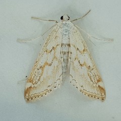 Parapoynx allionealis