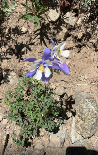 blue columbine