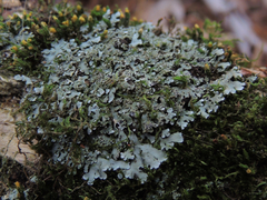 Physconia leucoleiptes