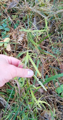 Dracocephalum ruyschiana, 2026-10-13