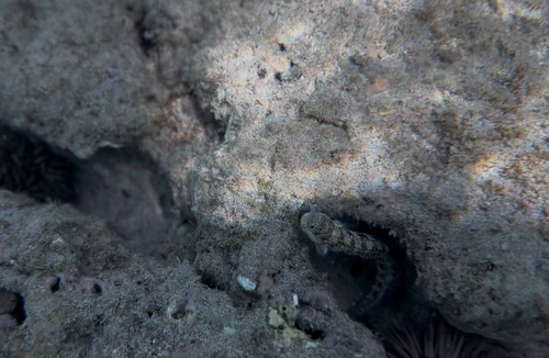 Blenniella gibbifrons observed 2026-10-14