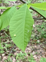 Phylloxera caryaeglobuli