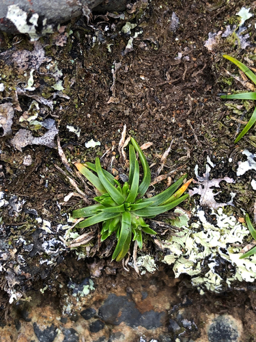 Colobanthus observed 2026-10-15